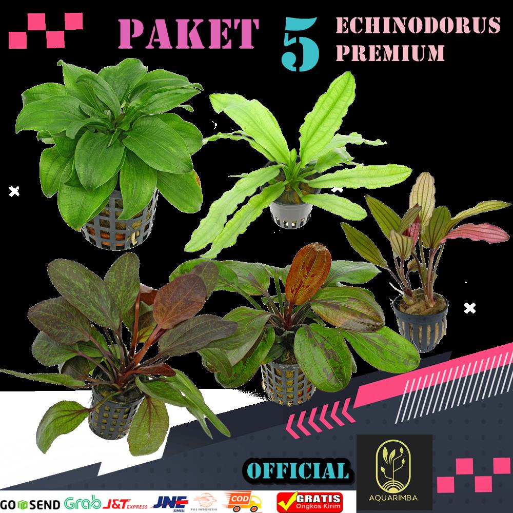 Jual Echinodorus Premium 5 jenis - Tanaman Aquascape Premium Umur