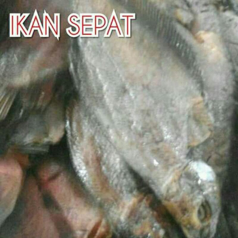 

IKAN_ASIN_SEPAT
