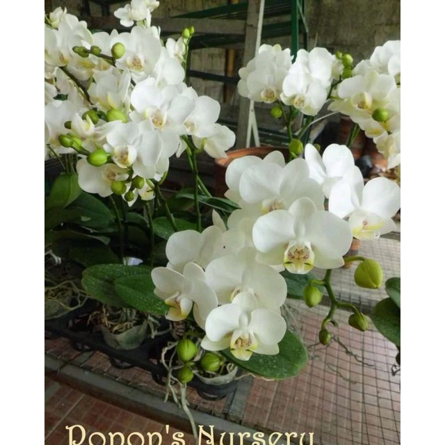 Seedling Anggrek Bulan Mini Warna Putih
