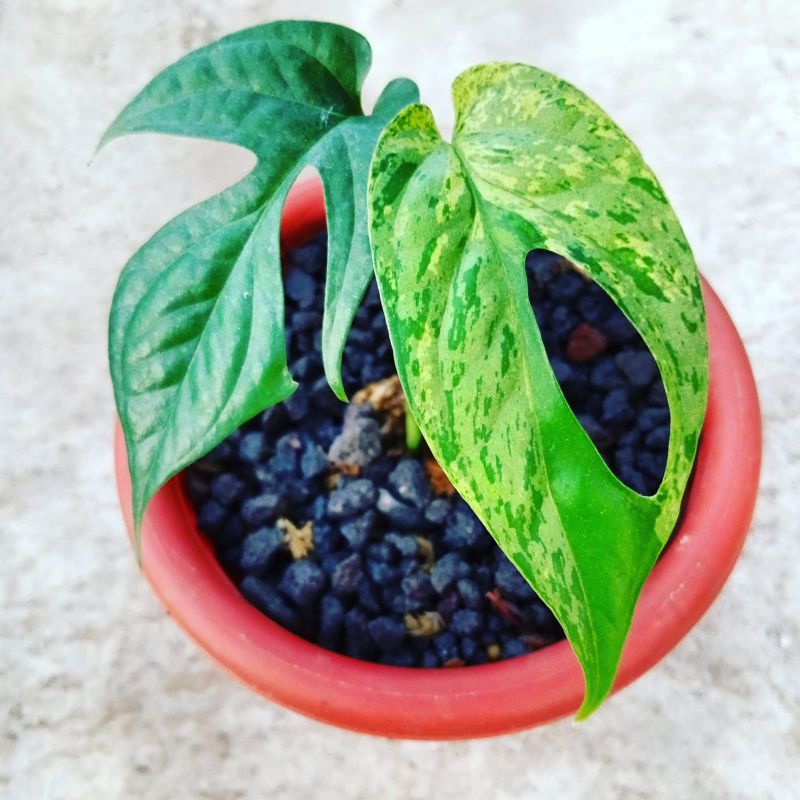 amydrium medium silver varigata