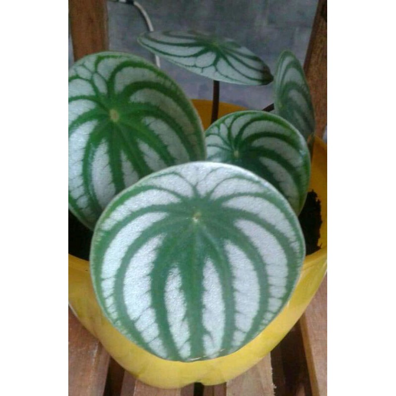 Peperomia Waterlemon Silver, Peperomia Watermelon Rimbun, Peperomia Watermelon Jumbo