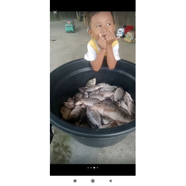 Essence Ikan Mas Essen Ikan Mas VAK Essen Jedud