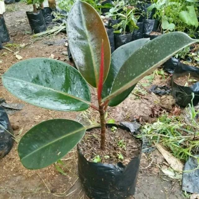 Bibit tanaman karet kebo/pohon karet kebo