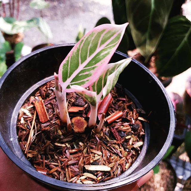 Aglonema bonggolan lotus