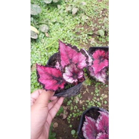 begonia red elegan, begonia red, begonia sultan, begonia rex, begonia merah