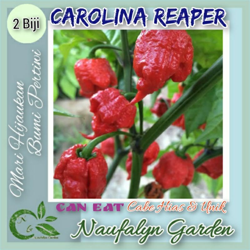 2 Benih Cabe Terpedas Carolina Reaper Biji Bibit Cabe Hias Import Berkualitas
