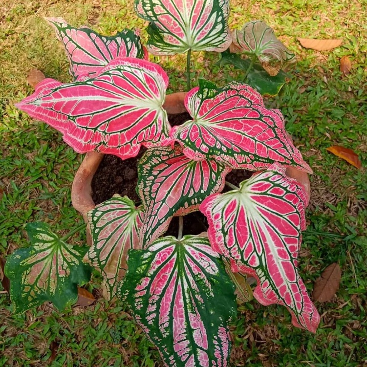 Jual Bunga Keladi Wayang Bunga Caladium Wayang Bunga hias