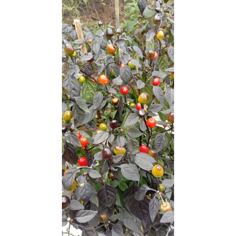 Benih Bibit Biji - Cabai Bolivian Rainbow x Black Pearl Pepper Seeds