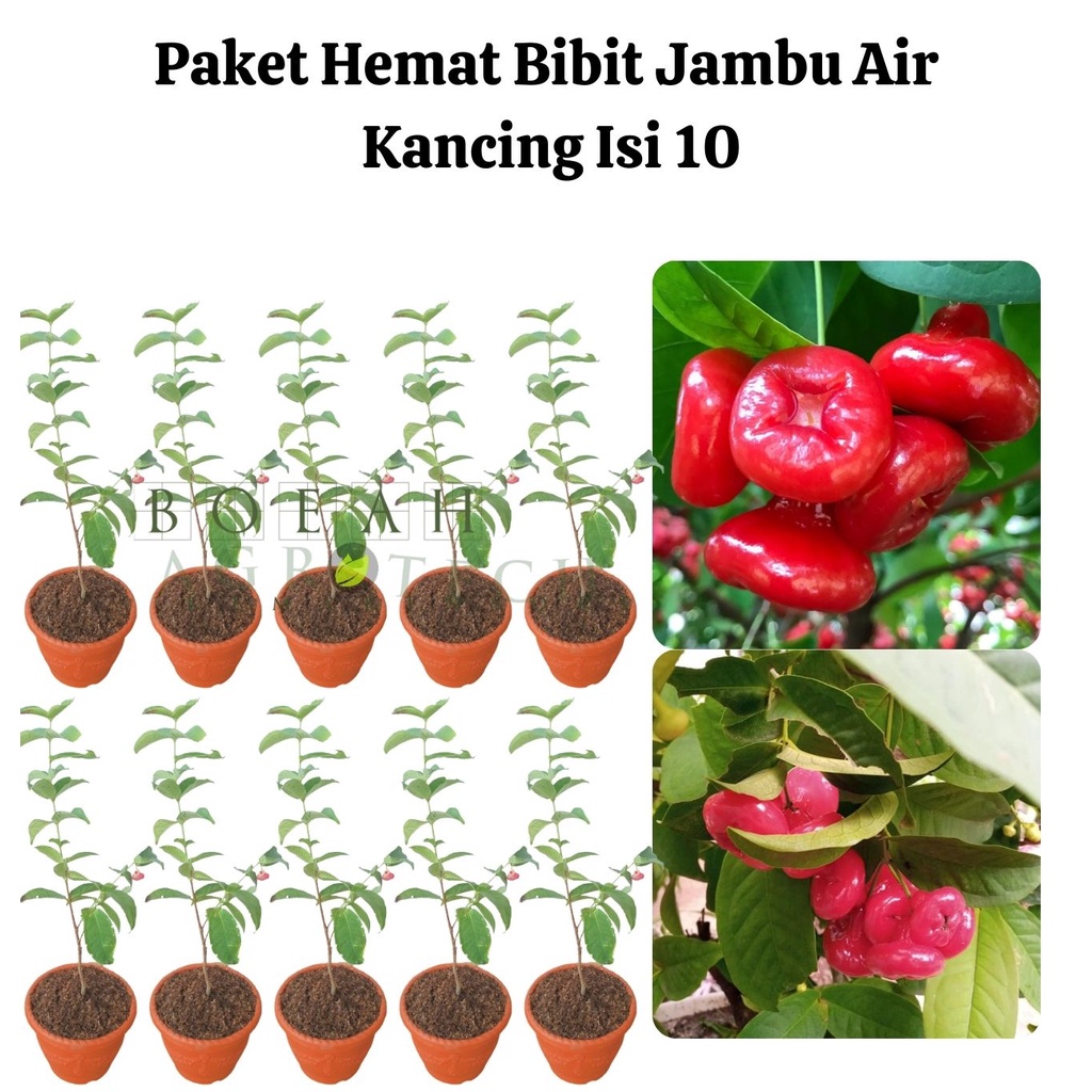 Paket Hemat Bibit Jambu Air Kancing Okulasi Isi 10 Bonus Bibit Strawberry+Polibag