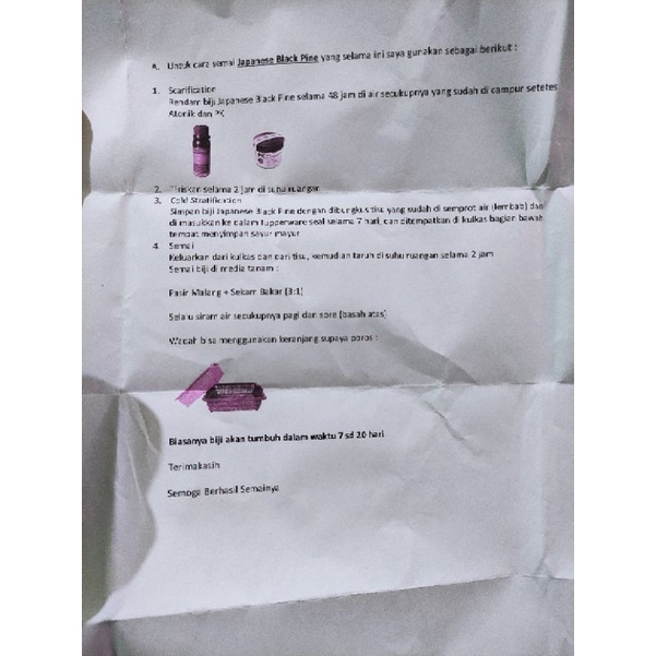 Biji Bonsai Japanese Black Pine PREMIUM