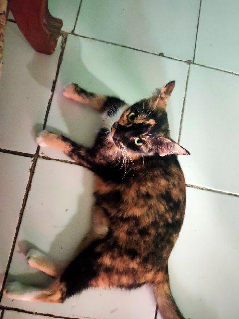 Brankas Model Buku Kamus Password Lock - Kotak Penyimpanan Rahasia - Kotak Buku Kamus