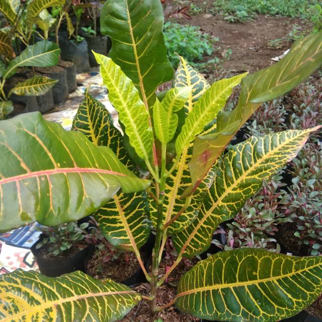 Tanaman hias puring macan - pohon puring - puring macan