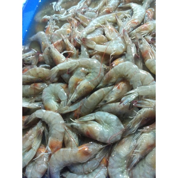 

udang segar,udang laut ukuran sedang 250gram