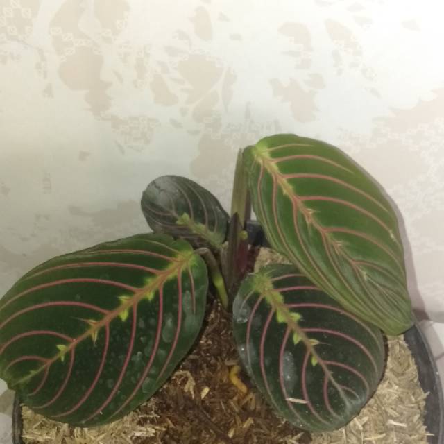 Calatea kepiting (levonero)