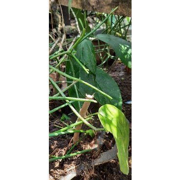 stek daun cincau perdu