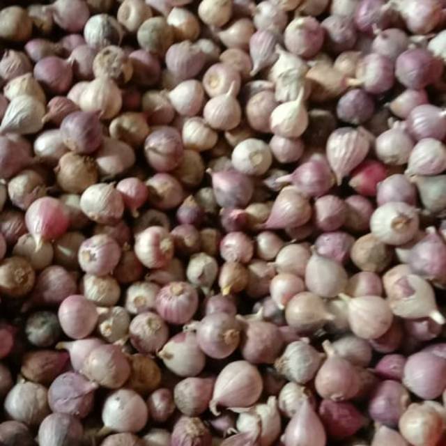 

1kg bawang tunggal kecil mentes super