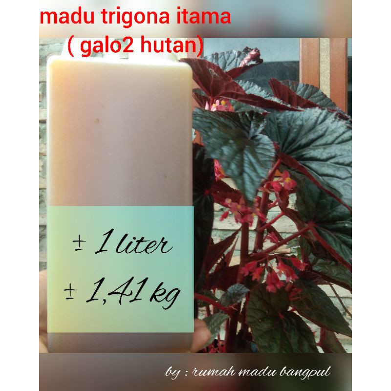 

madu asli kelulud klanceng galo-galo rimba trigona itama dan thorasica