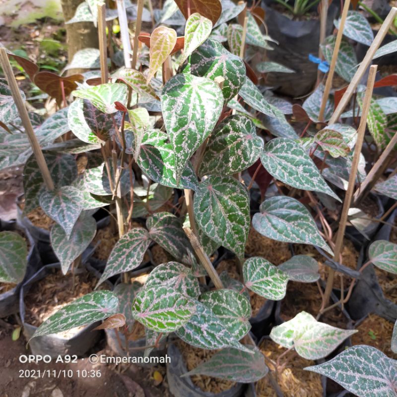 Bibit Tanaman Herbal Sirih Merah Bibit Sirih Merah
