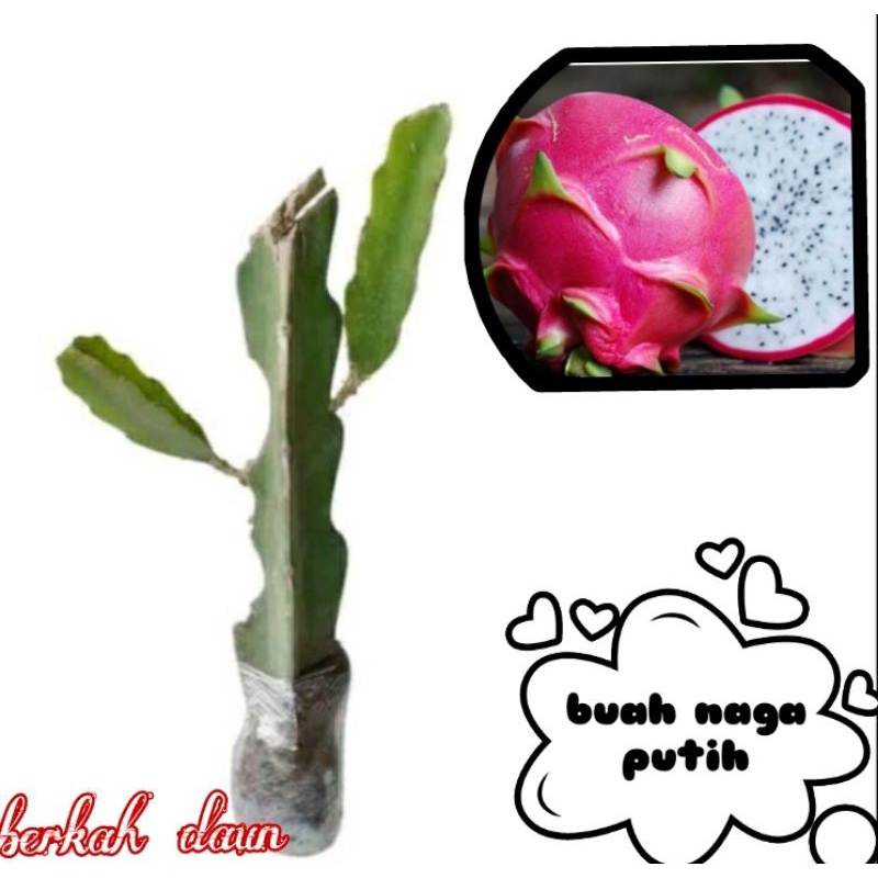bibit buah naga putih super
