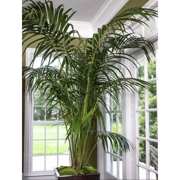 tanaman hias Palem kuning - pohon palem kuning -palem kuning tinggi 2 meter an - super