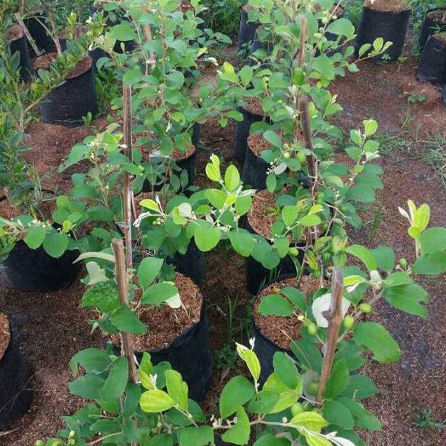 Bibit buah Bidara India / apel futsa berbuah