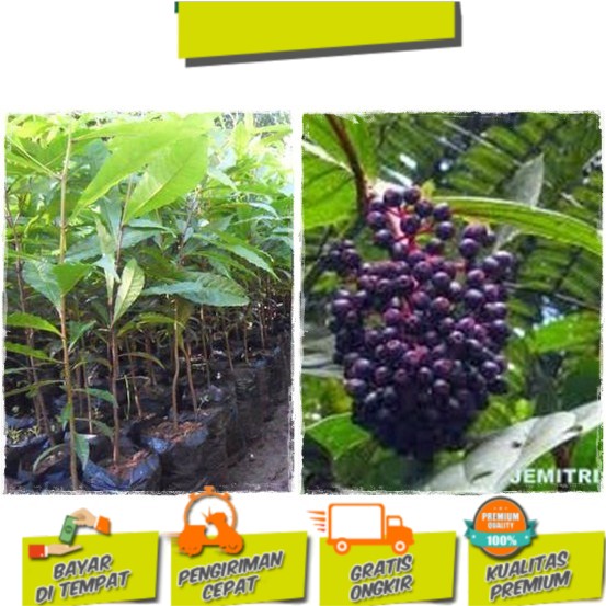 Bibit jenitri promo dapat 10 pohon