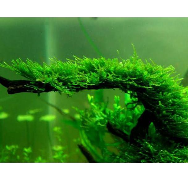 [KODE 1099] Moss Mini Christmas Xmas Bahan Porsi Cup - Lumut Tanaman Aquascape Hiasan Aquarium