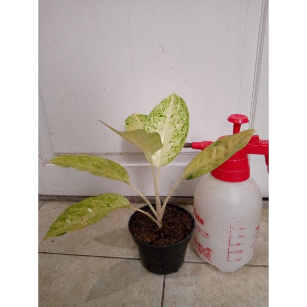 aglaonema big Roy white putih