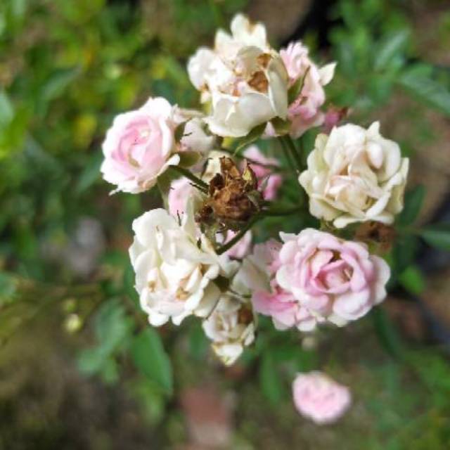 Bibit Bunga Baby Rose Mawar Jepang Mawar Mini