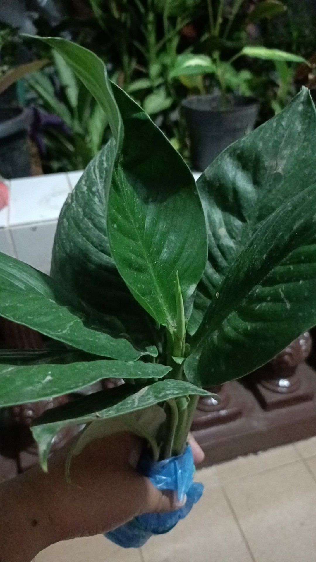 Bibit Tanaman Sepatu Vilum Bangkok Remaja