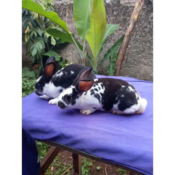 Kelinci Rex bulu karpet sepasang anakan (2).