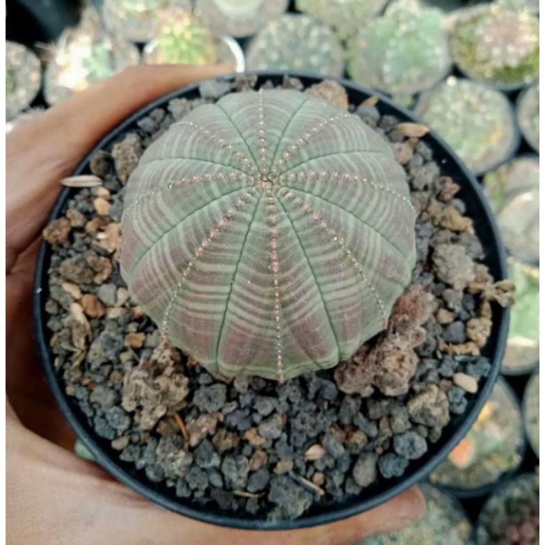 Kaktus Euphorbia Obesa