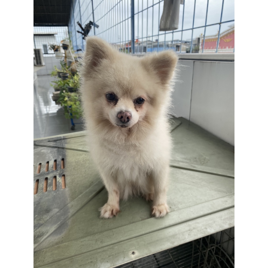 Jual Anjing Pom Pomeranian Jantan Male Bersurat Perkin Tattoo