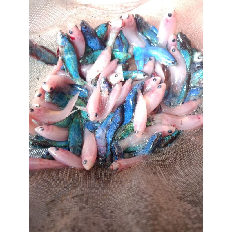 ikan cupang bahan koi galaxy - nemo galaxy - fancy  - multy
