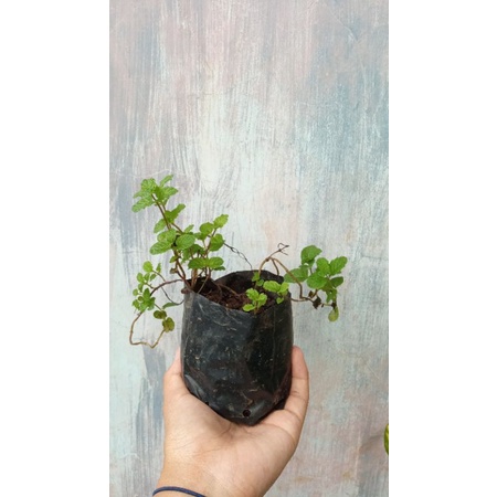 tanaman MINT segar