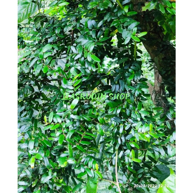 

[Fresh] BIBIT TANAMAN HIAS METROSIDEROS DIFFUSA / TUMBUHAN RAMBAT / TANAMAN RAMBAT / BUKAN DOLAR