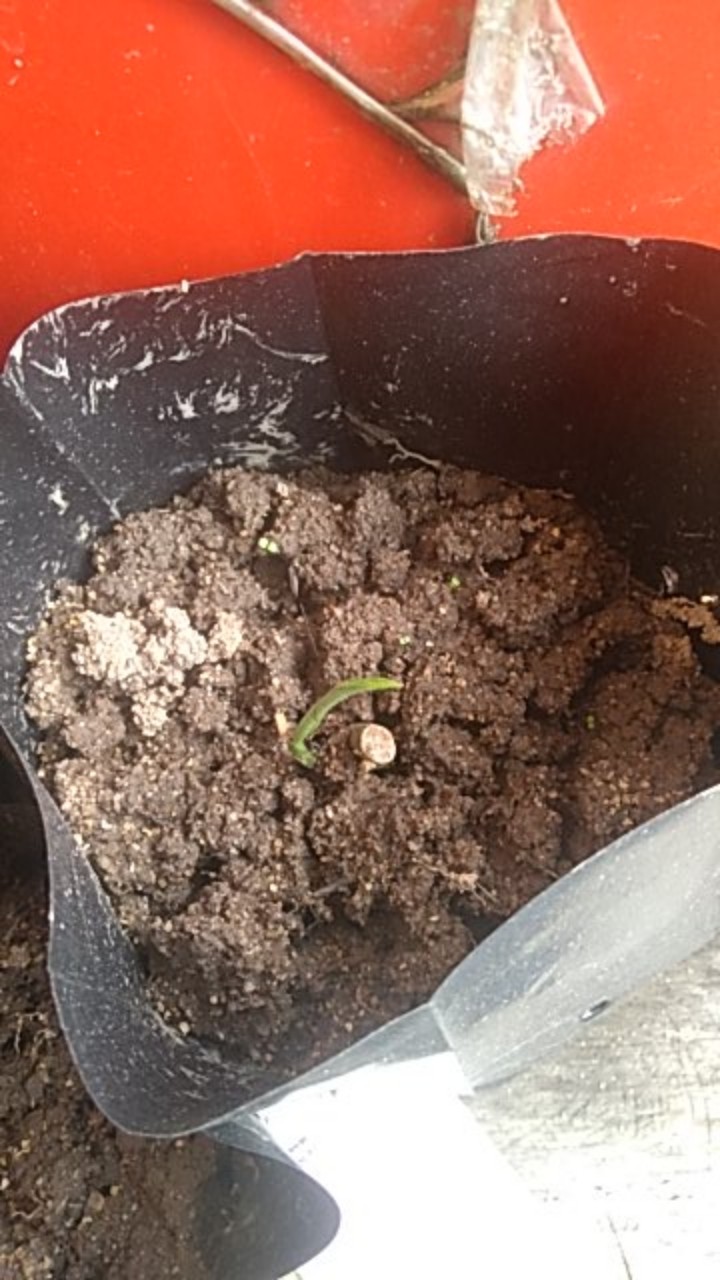 Jual Bonggol Janda Bolong Asli Bukan Tipu2-bonggol Monstera Janda Bolong