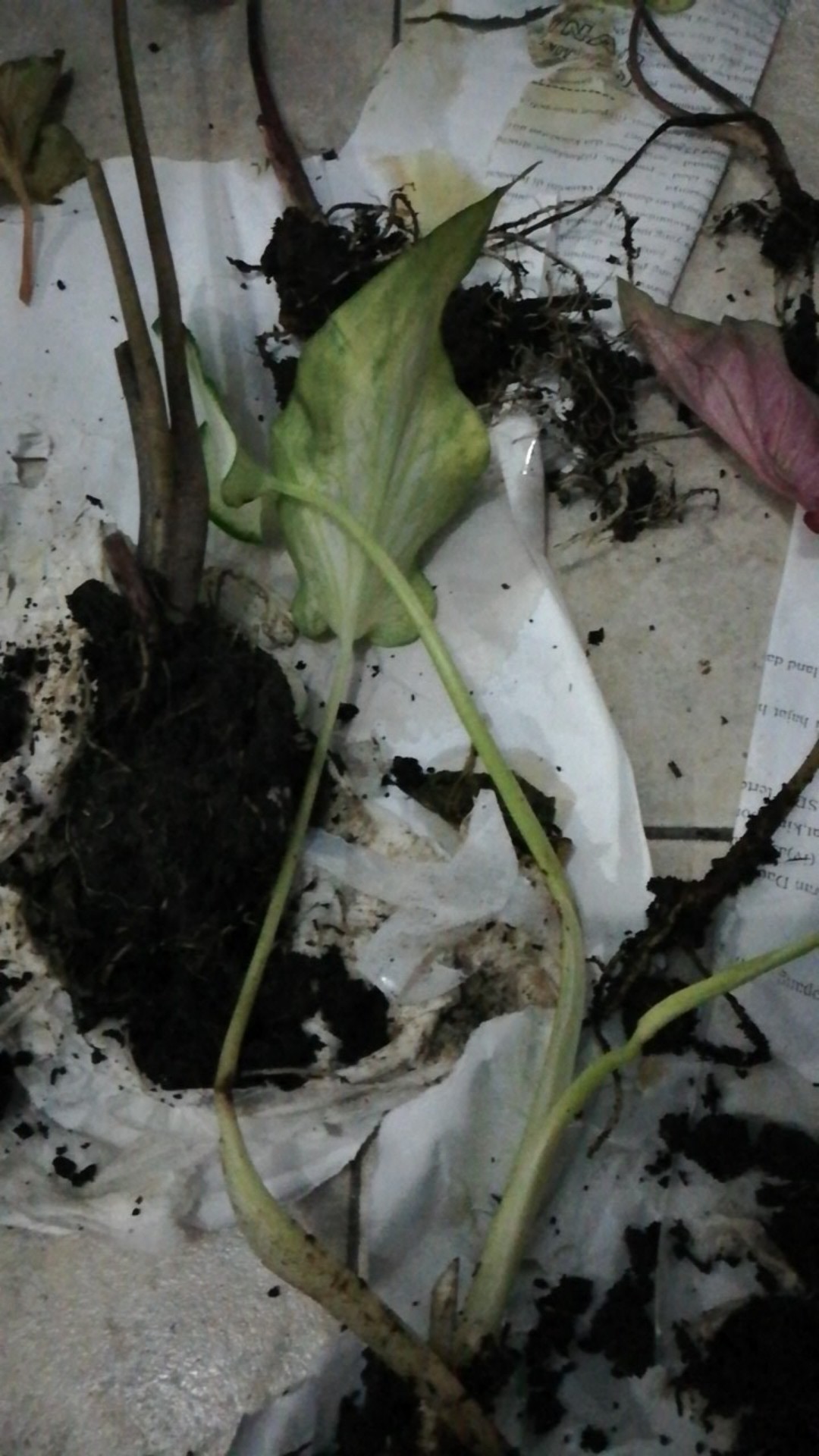 Caladium White Knight/ Dikirim Anakan Bibit White Knight