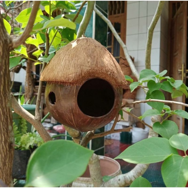 glodok batok kelapa love bird/glodok sugar glide/glodok bajing