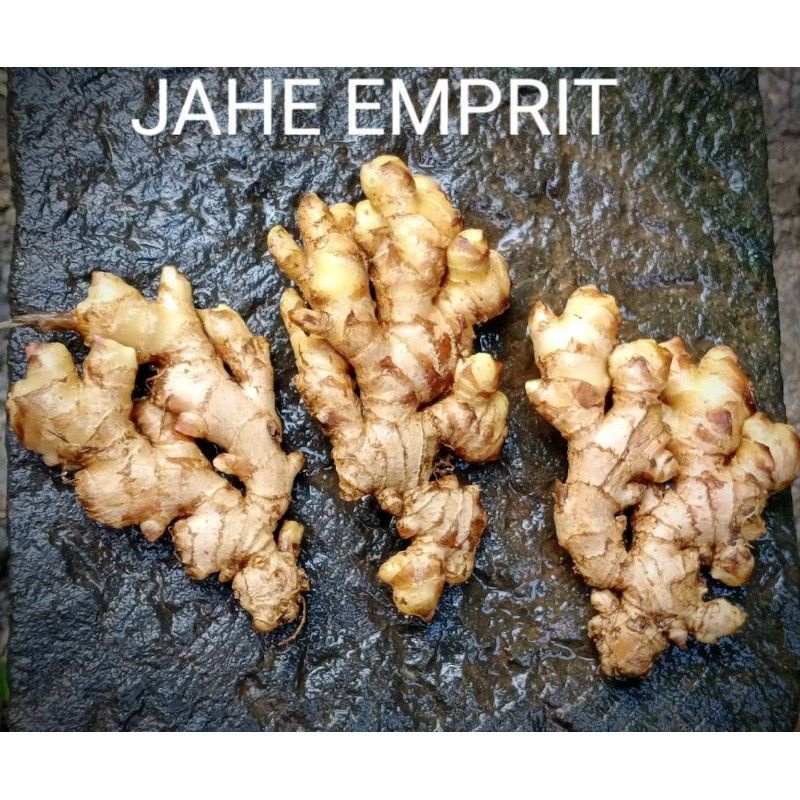 

jahe emprit fresh 1kg baru di petik ketika ada orderan masuk
