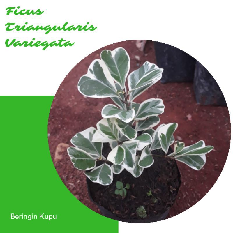 FICUS TRIANGULARIS / TANAMAN HIAS FICUS TRIANGULARIS