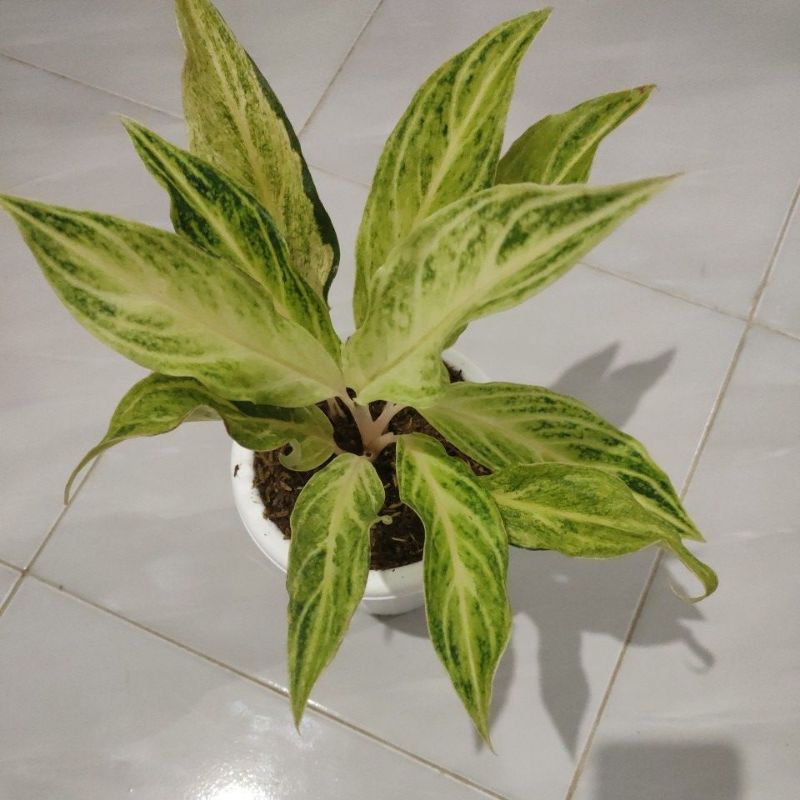 Bunga aglonema white sunset atau sunset putih / white san set