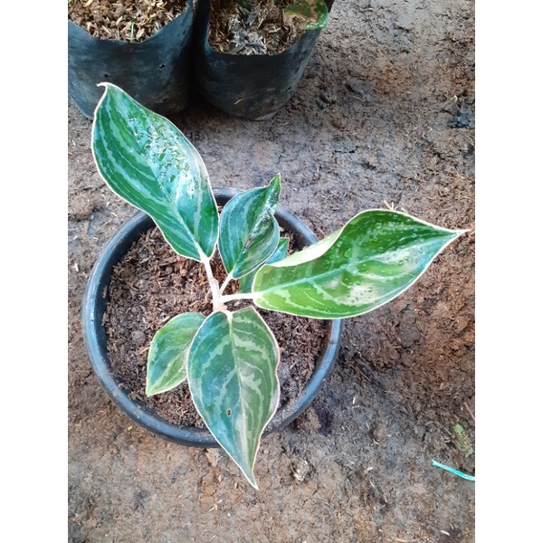 AGLONEMA LIPSTIK ZEBRA