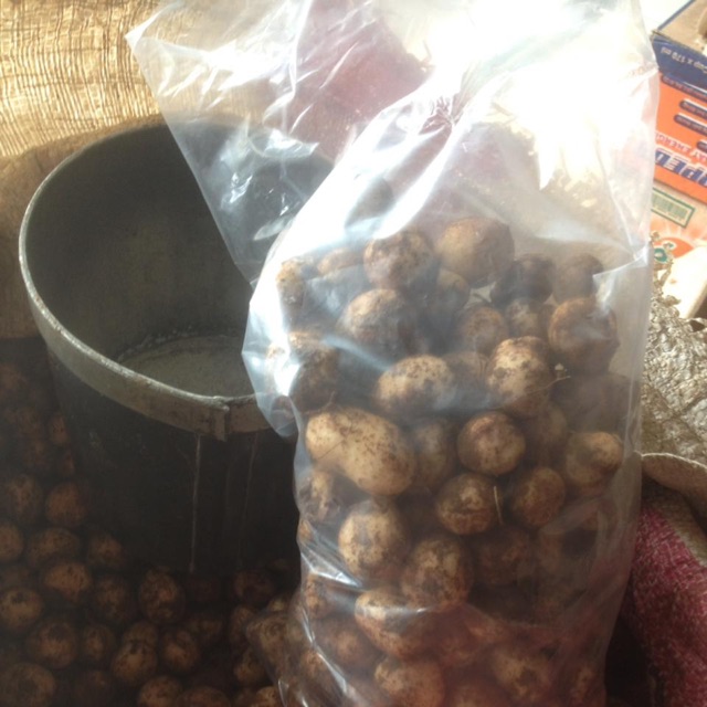 

Kacang tamah