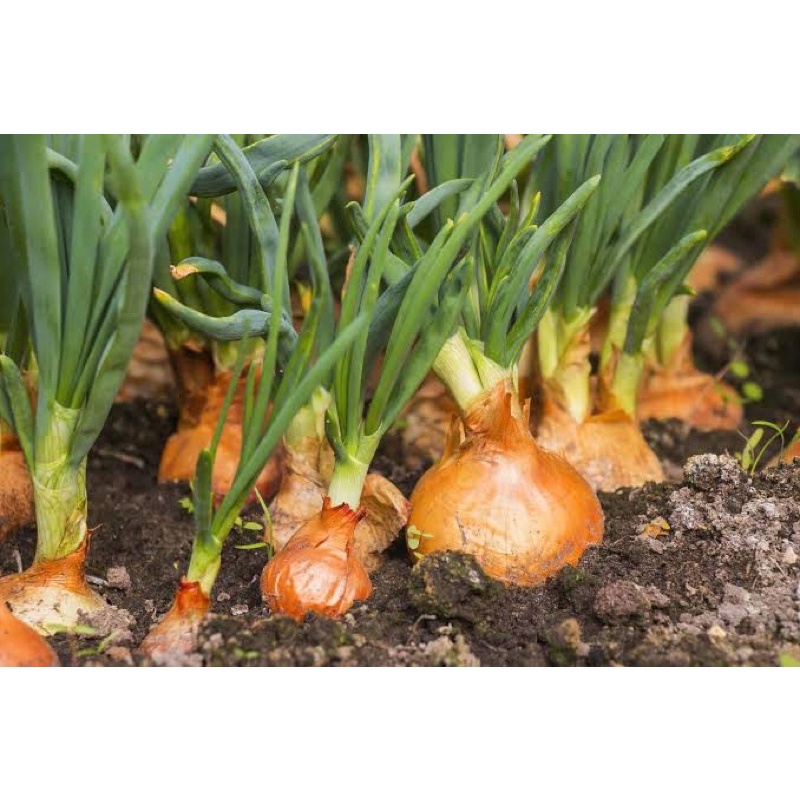 Benih Bibit Biji - Bawang Bombay Yellow Sweet Spanish Utah Onion Seeds - IMPORT