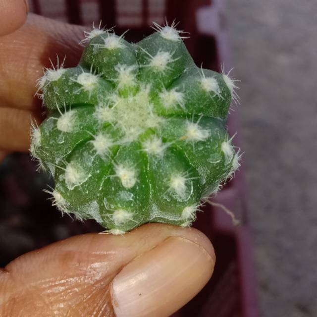 

Katus kalimantan