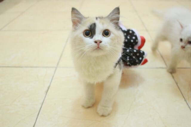 [Dress model terbaru] Dress hitam putih polkadot anime maid untuk kucing dan anjing size S M L XL