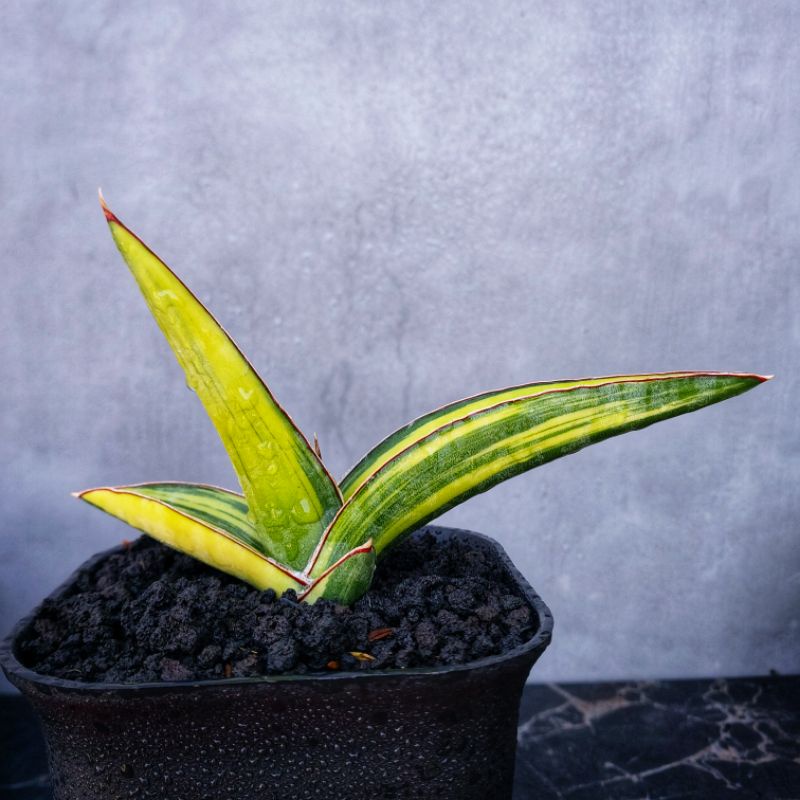 Sansivera Robusta Dwarf Varigata Mewah #01