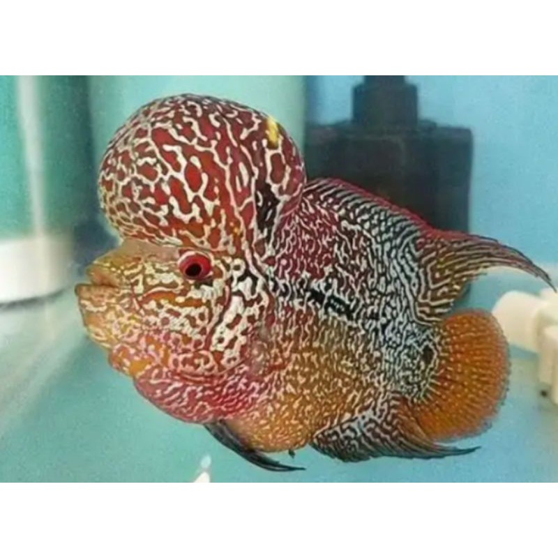 PROMO ( BELI 4 GRATIS 1) UPDATE IKAN LOHAN KAMFA (CHINGHWA) IKAN LOUHAN KAMFA UKURAN 2CM - 5CM