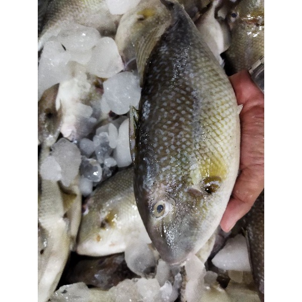 

Ikan Ayam~Ayam Segar 1~Kilogram
